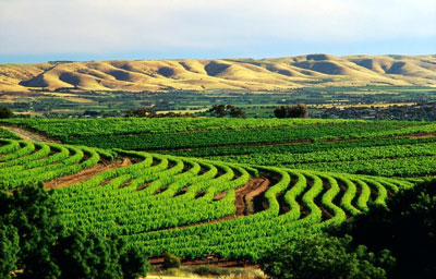 mini bus wine tours mclaren vale